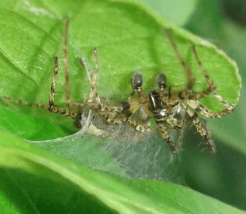 Comportamento coppia di Anyphaena sp. (Anyphaenidae)